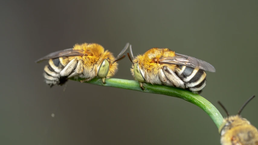 Blu Banded Bee