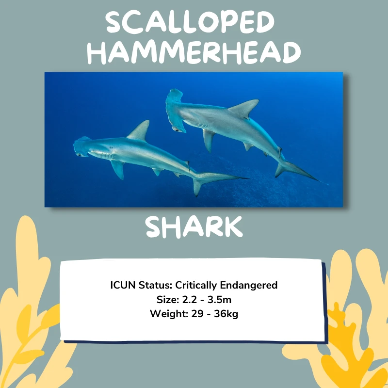 Scalloped hammerhead shark